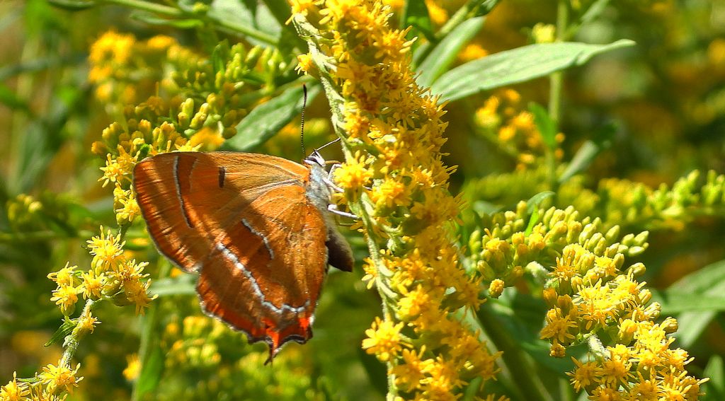 Pazik brzozowiec (Thecla betulae)