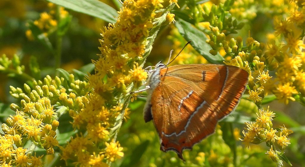 Pazik brzozowiec (Thecla betulae)