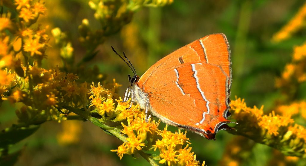 Pazik brzozowiec (Thecla betulae)