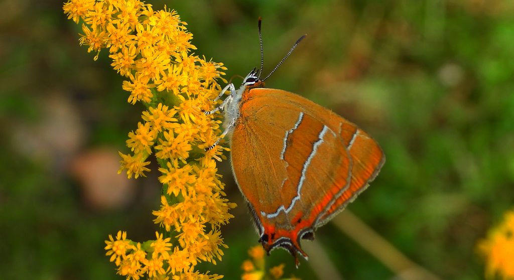Pazik brzozowiec (Thecla betulae)