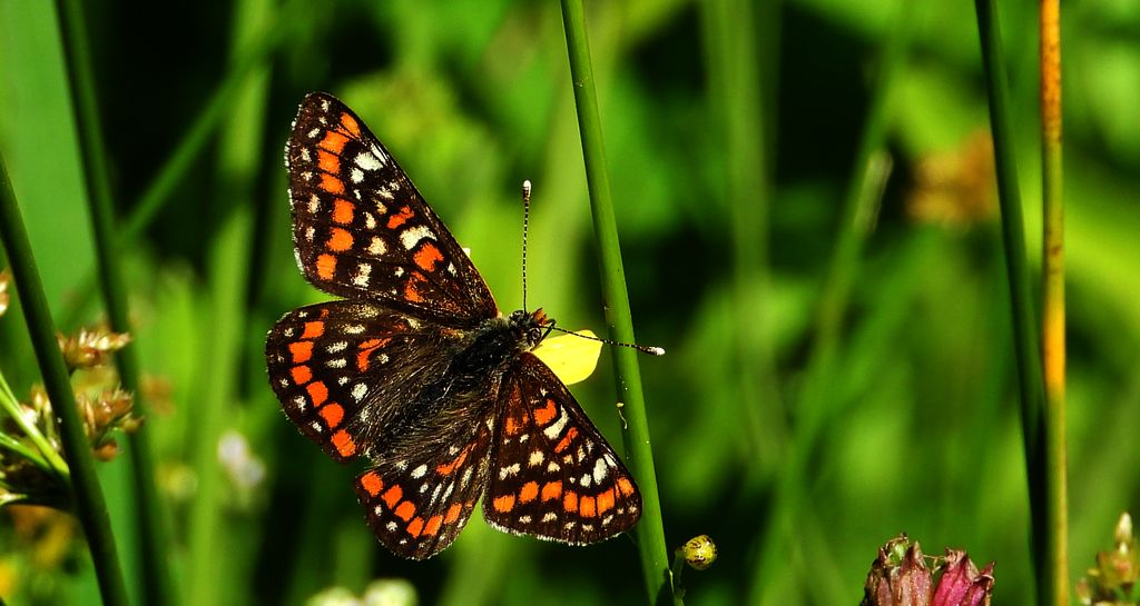 Przeplatka maturna (Euphydryas maturna)