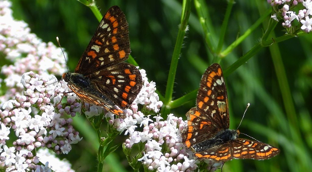 Przeplatka maturna (Euphydryas maturna)