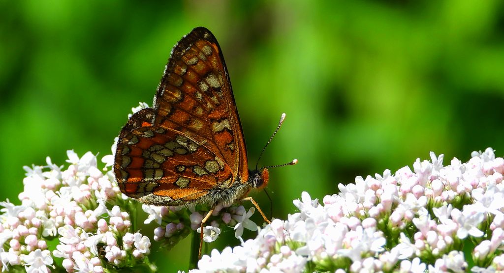 Przeplatka maturna (Euphydryas maturna)