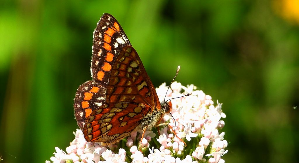 Przeplatka maturna (Euphydryas maturna)