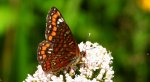 Przeplatka maturna (Euphydryas maturna)