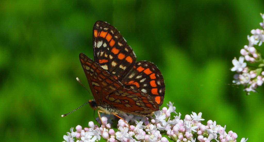 Przeplatka maturna (Euphydryas maturna)