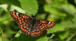 Przeplatka maturna (Euphydryas maturna)