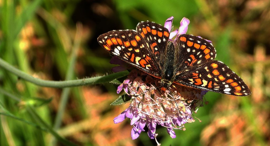 Przeplatka maturna (Euphydryas maturna)