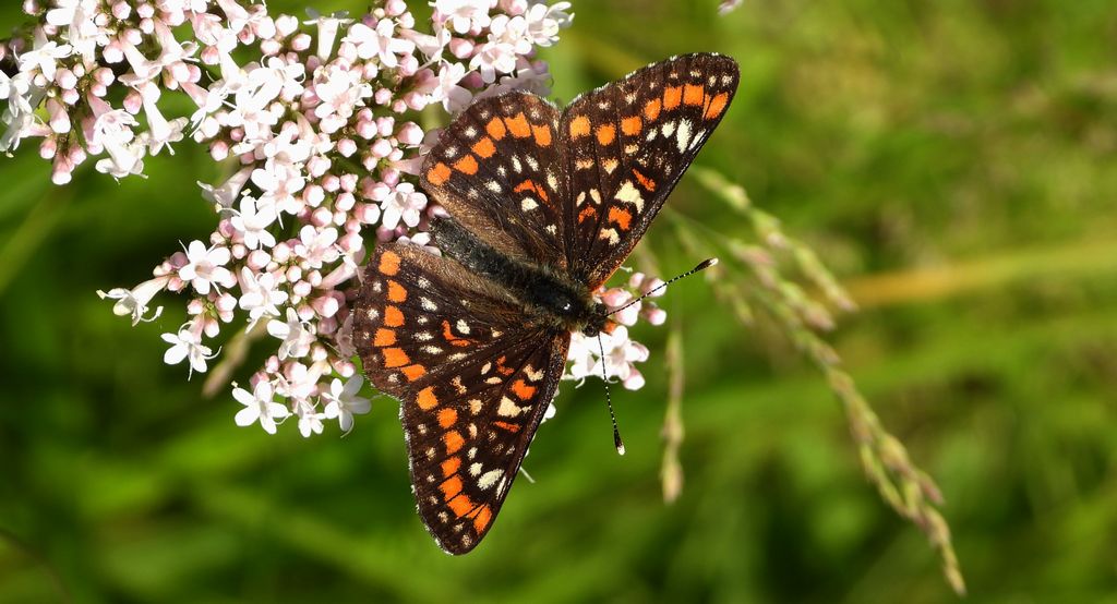 Przeplatka maturna (Euphydryas maturna)