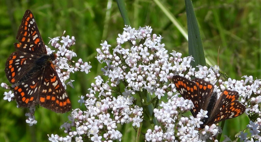 Przeplatka maturna (Euphydryas maturna)