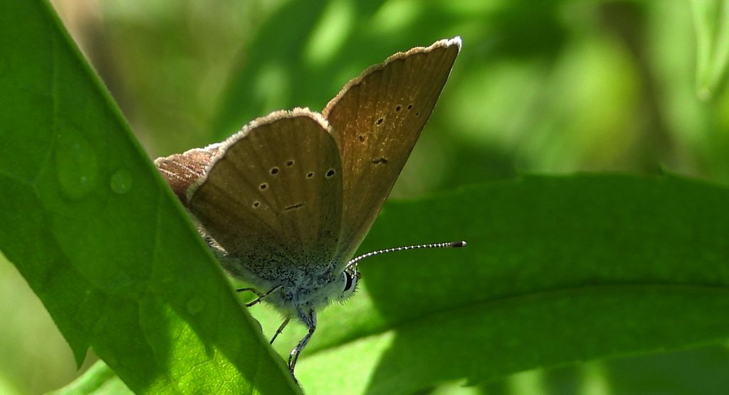 Modraszek semiargus (Polyommatus semiargus)