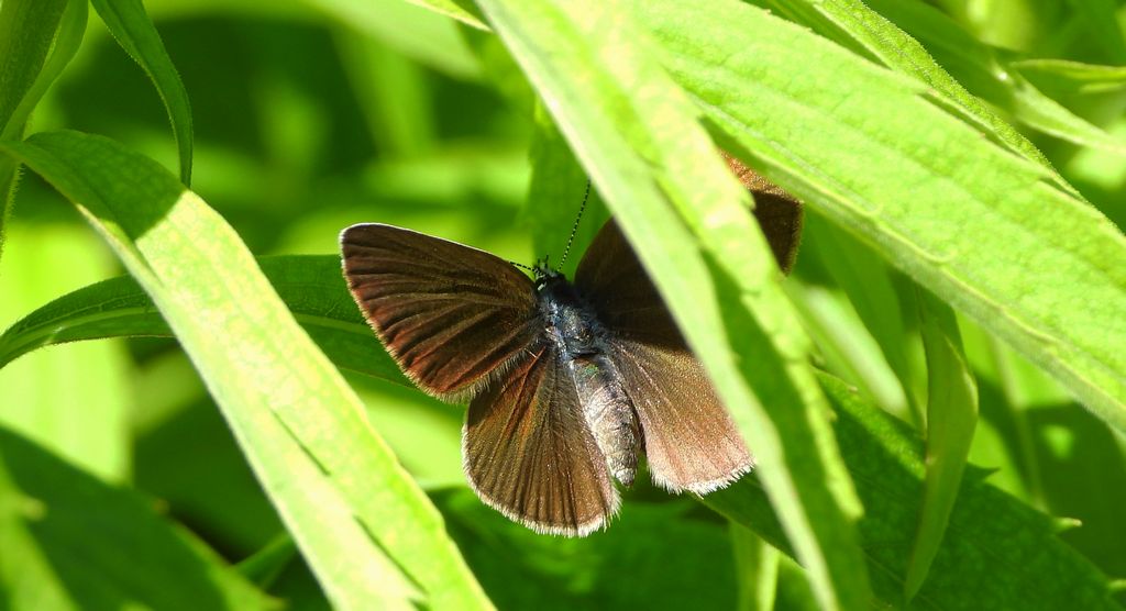 Modraszek semiargus (Polyommatus semiargus)