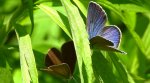 Modraszek semiargus (Polyommatus semiargus)