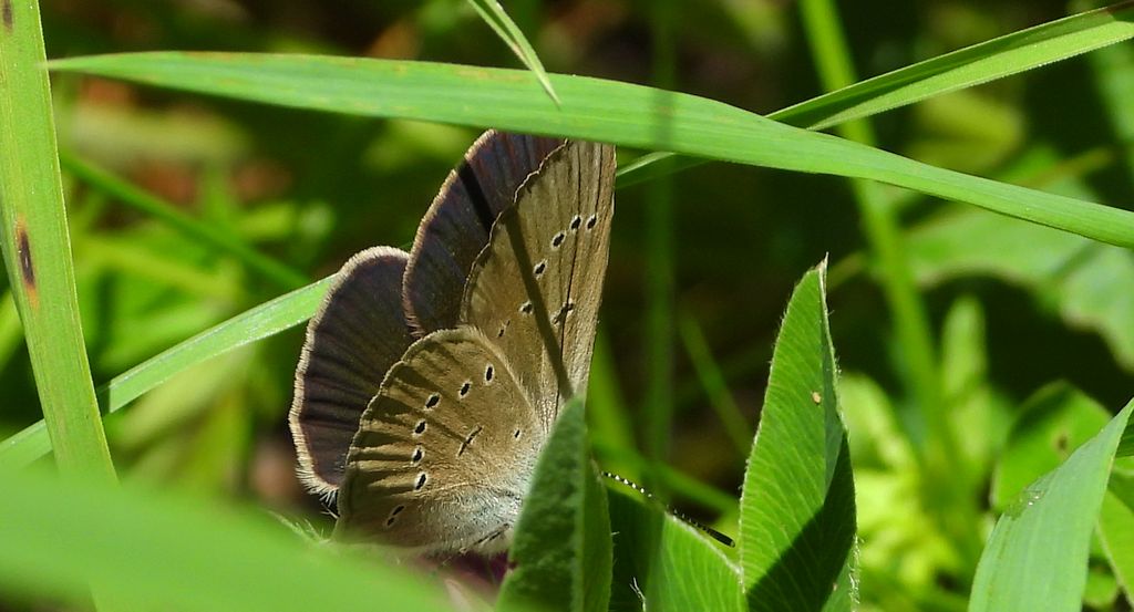 Modraszek semiargus (Polyommatus semiargus)