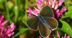 Modraszek semiargus (Polyommatus semiargus)