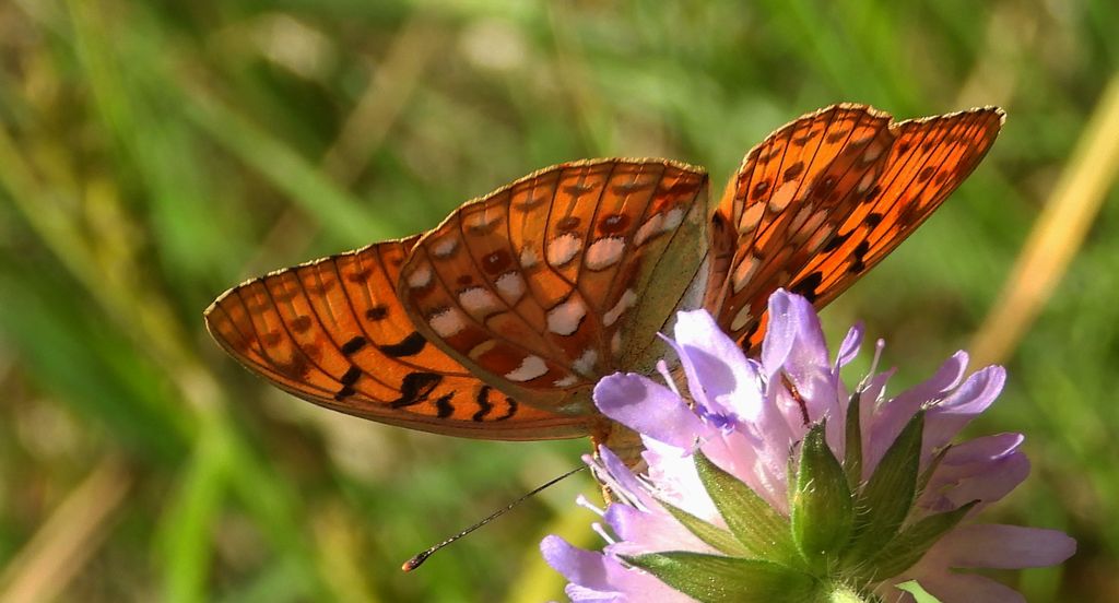 Dostojka adype, perłowiec adype (Argynnis adippe)