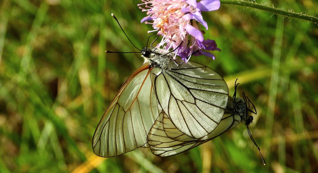 Niestrzęp głogowiec (Aporia crataegi)