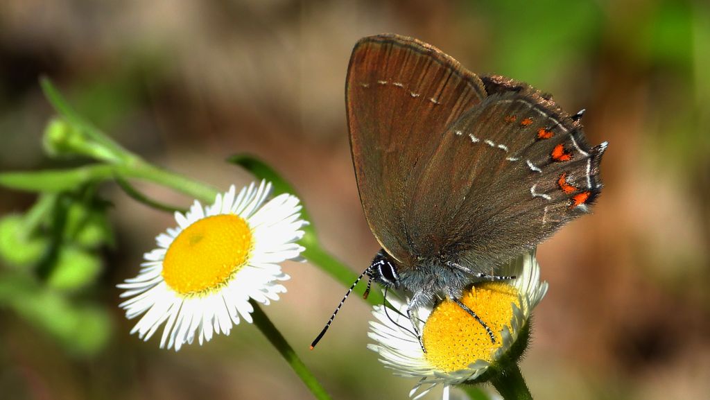 Ogończyk ostrokrzewowiec (Satyrium ilicis)