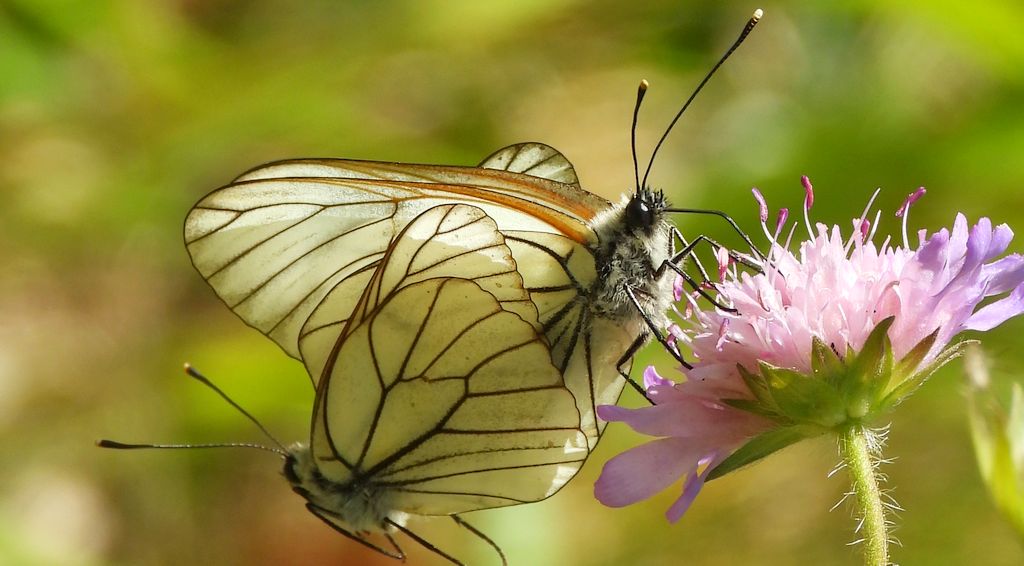 Niestrzęp głogowiec (Aporia crataegi)