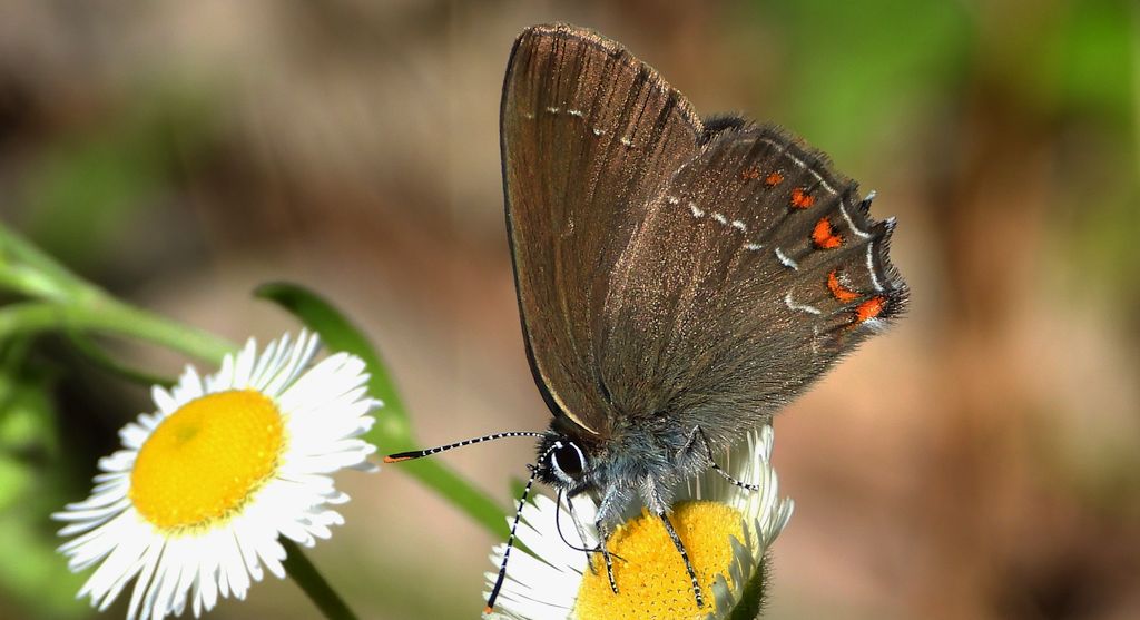 Ogończyk ostrokrzewowiec (Satyrium ilicis)