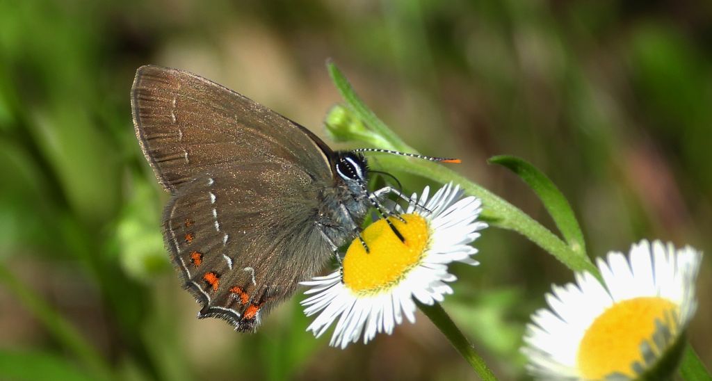 Ogończyk ostrokrzewowiec (Satyrium ilicis)