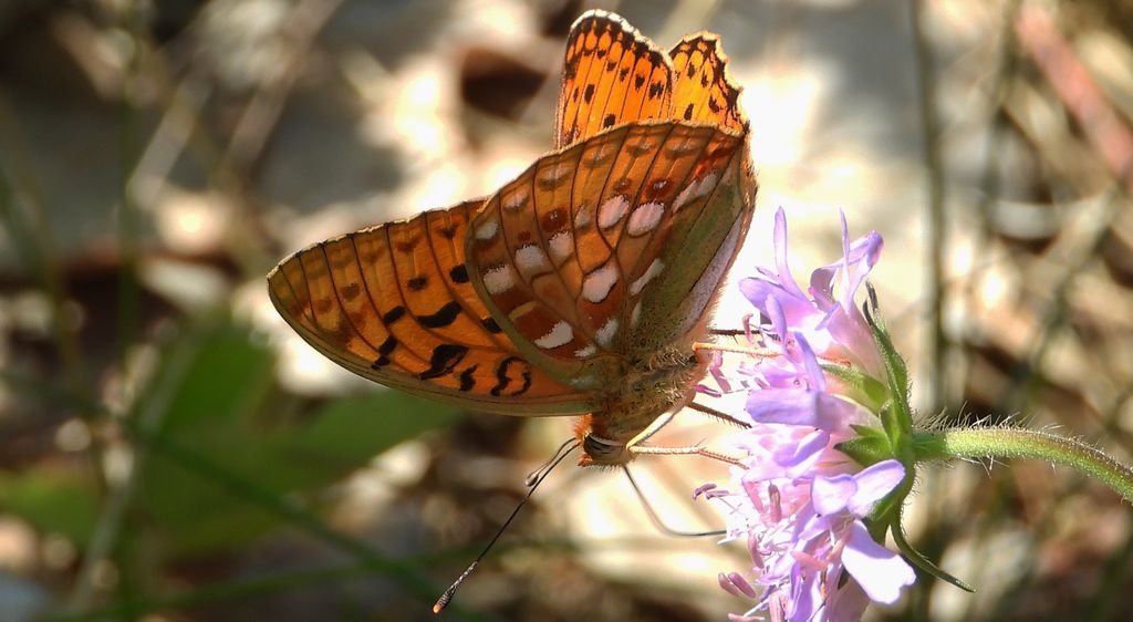 Dostojka adype, perłowiec adype (Argynnis adippe)