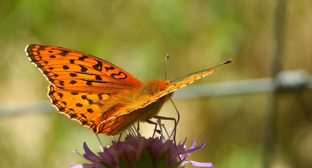 Dostojka adype, perłowiec adype (Argynnis adippe)