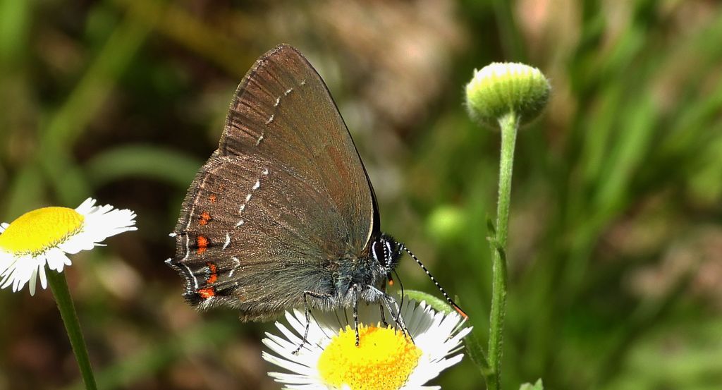 Ogończyk ostrokrzewowiec (Satyrium ilicis)