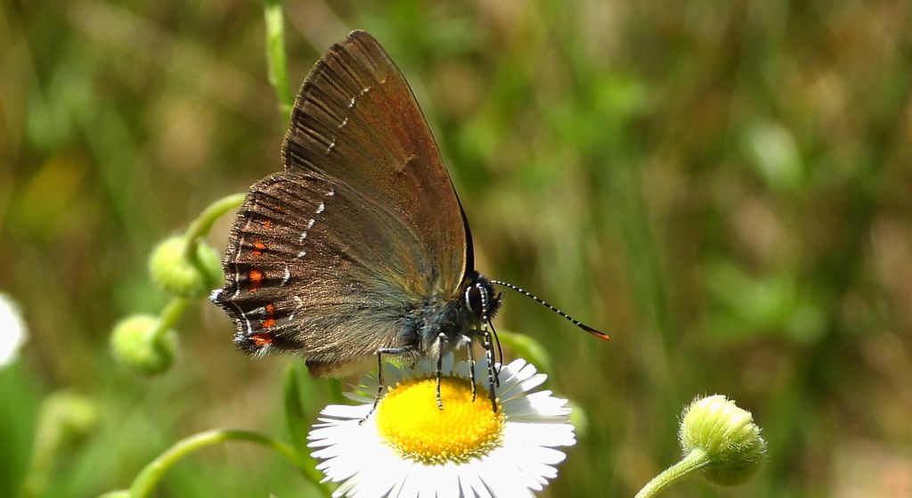 Ogończyk ostrokrzewowiec (Satyrium ilicis)