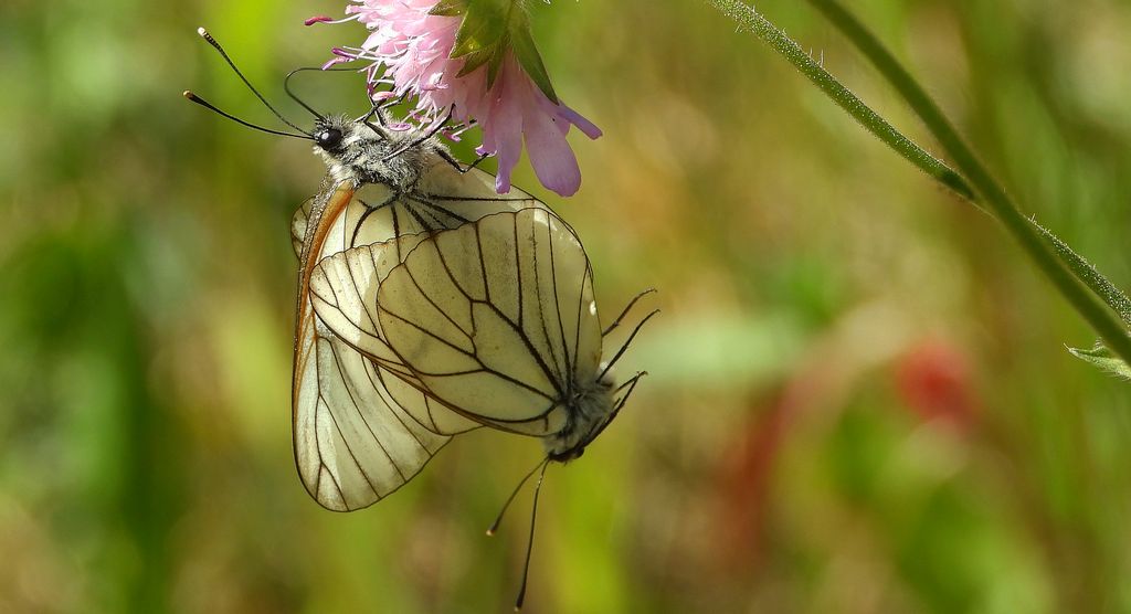Niestrzęp głogowiec (Aporia crataegi)