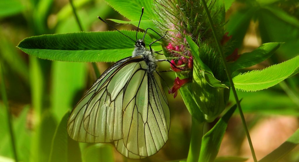 Niestrzęp głogowiec (Aporia crataegi)