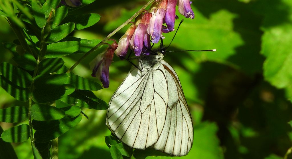 Niestrzęp głogowiec (Aporia crataegi)