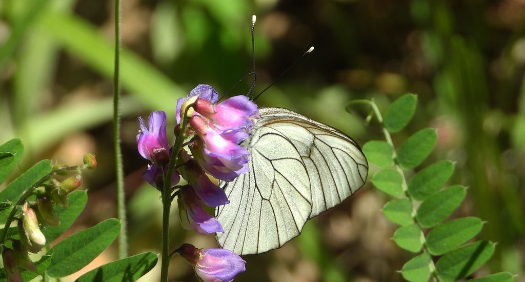 Niestrzęp głogowiec (Aporia crataegi)