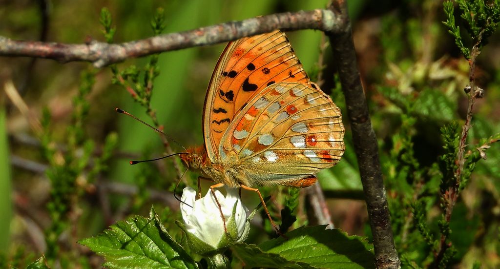 Dostojka adype, perłowiec adype (Argynnis adippe)
