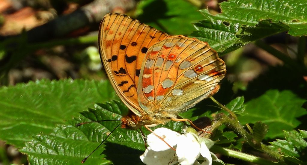Dostojka adype, perłowiec adype (Argynnis adippe)