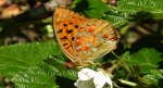 Dostojka adype, perłowiec adype (Argynnis adippe)