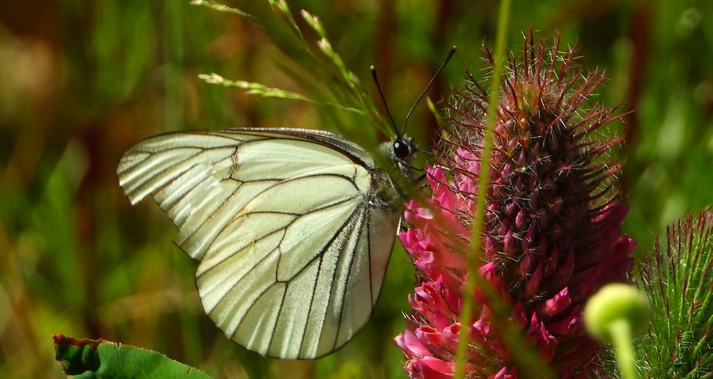 Niestrzęp głogowiec (Aporia crataegi)