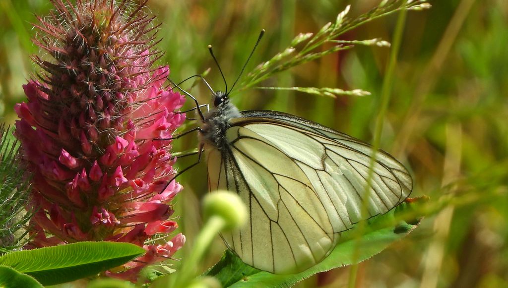 Niestrzęp głogowiec (Aporia crataegi)