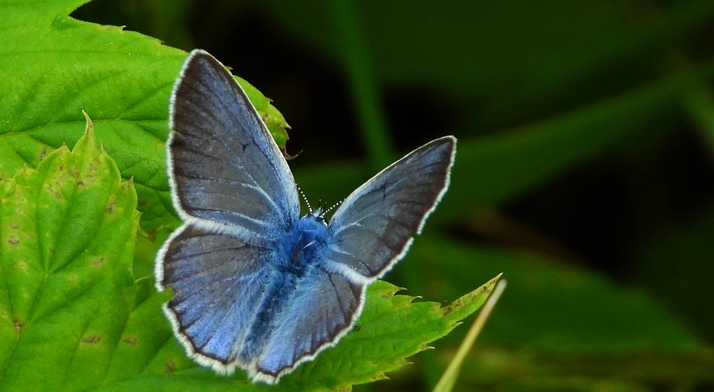 Modraszek amandus (Polyommatus amandus)