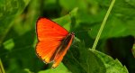 Czerwończyk nieparek (Lycaena dispar)
