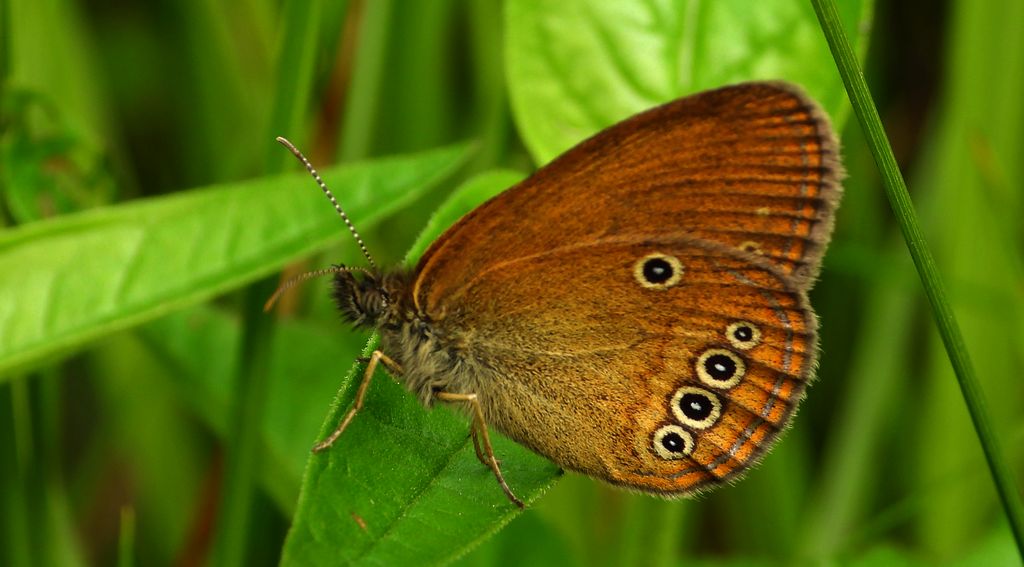 Strzępotek edypus (Coenonympha oedippus)