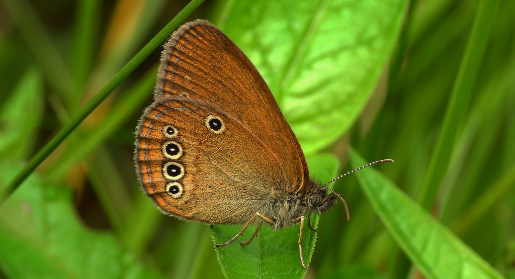 Strzępotek edypus (Coenonympha oedippus)