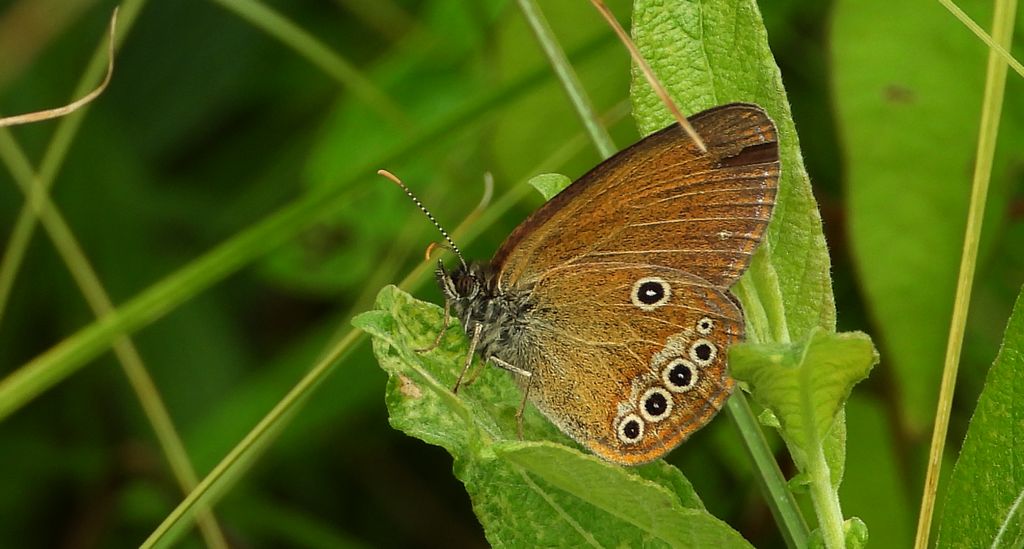 Strzępotek edypus (Coenonympha oedippus)