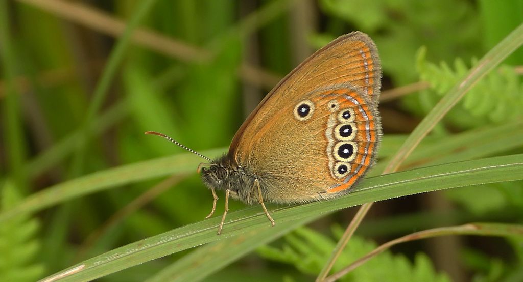 Strzępotek edypus (Coenonympha oedippus)