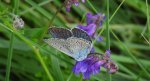 Modraszek amandus (Polyommatus amandus)
