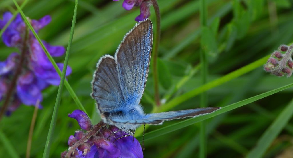 Modraszek amandus (Polyommatus amandus)
