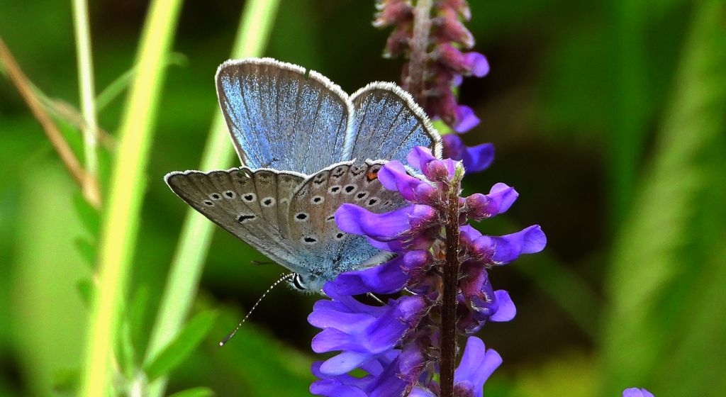 Modraszek amandus (Polyommatus amandus)