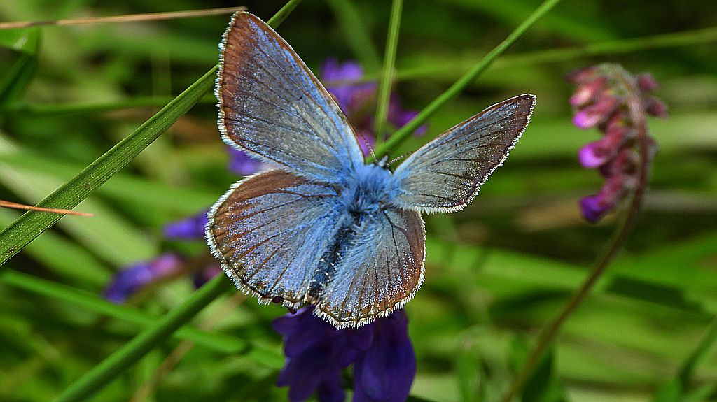 Modraszek amandus (Polyommatus amandus)