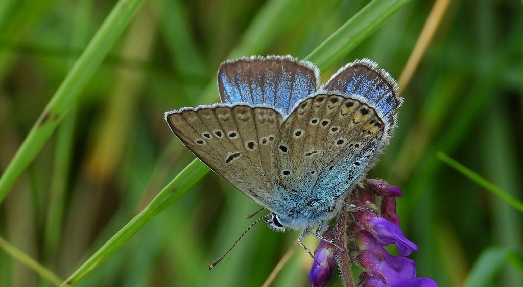 Modraszek amandus (Polyommatus amandus)