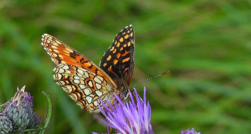 Przeplatka diamina (Melitaea diamina)